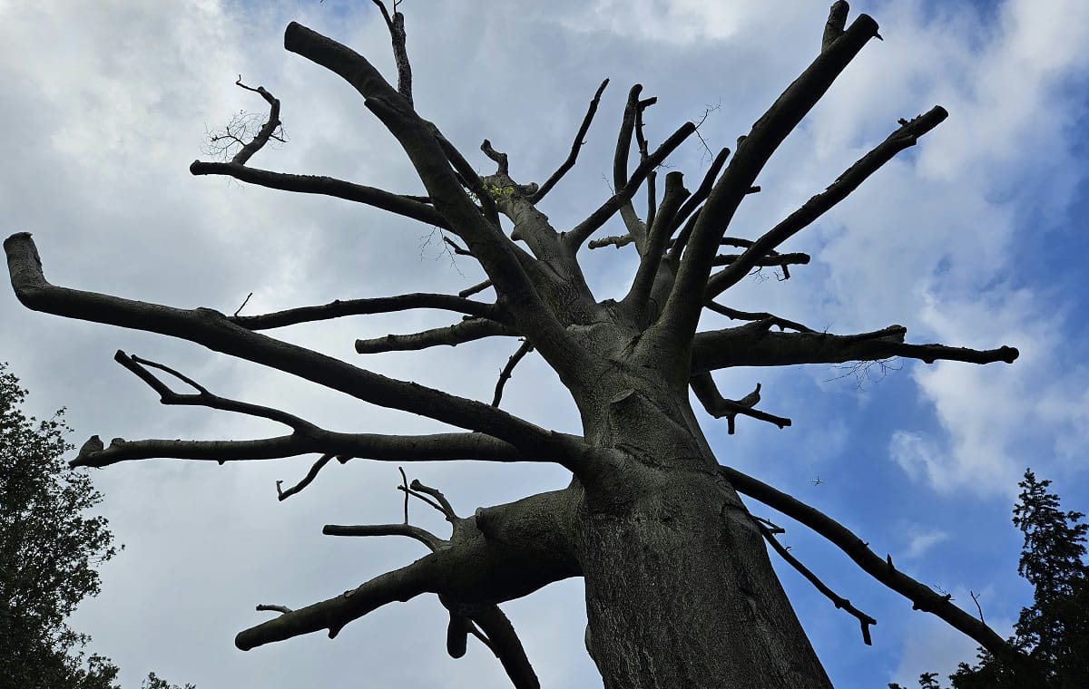 drevo, raste v oblačno nebo, razogljičenje